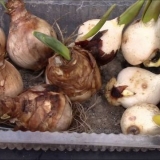 Kada kopati i saditi narcise nakon cvatnje